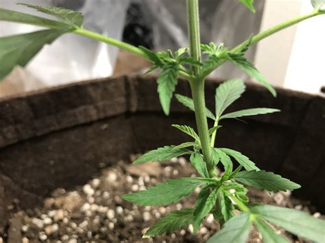 5 Week Old Plant Can You Tell Gender Grasscity Forums The 1
