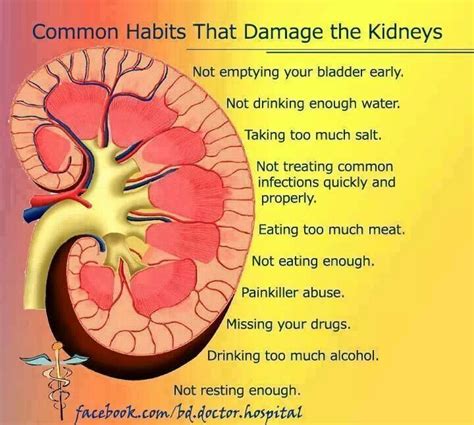 Kidney Health Chart Kidney Health Healthy Kidneys