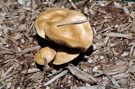 Mushroom Missouri Newton County Earl Leatherberry Flickr