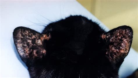 Ear Pinna Allergic Reaction In Cats Felis Vetlexicon