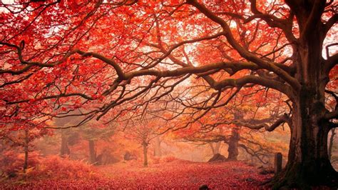 Red Autumn Trees Backiee