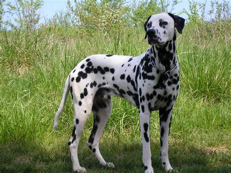 Maybe you would like to learn more about one of these? Image - Dalmatian.jpg | Animal Database | FANDOM powered ...