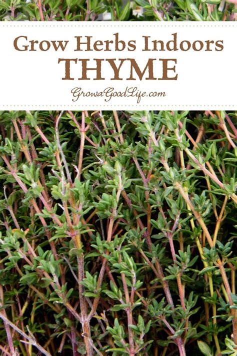 Grow Herbs Indoors Herbs That Thrive Inside Growing Thyme Herbs