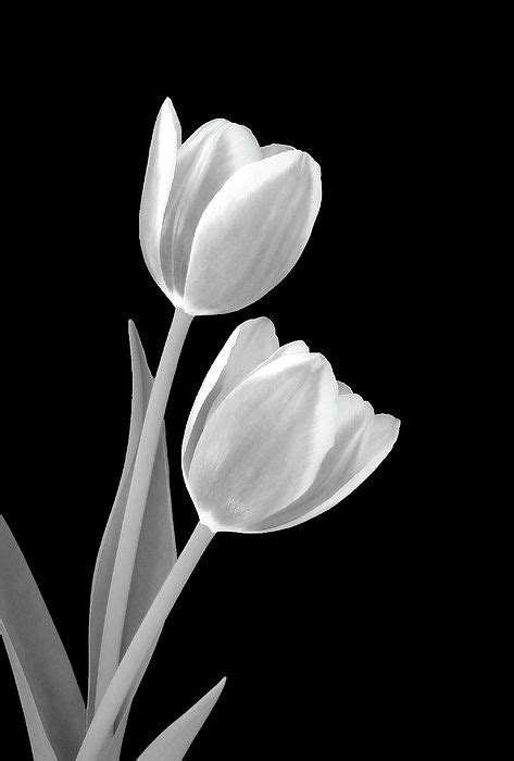 Tulips In Black And White By Johanna Hurmerinta Tulips Art Pink