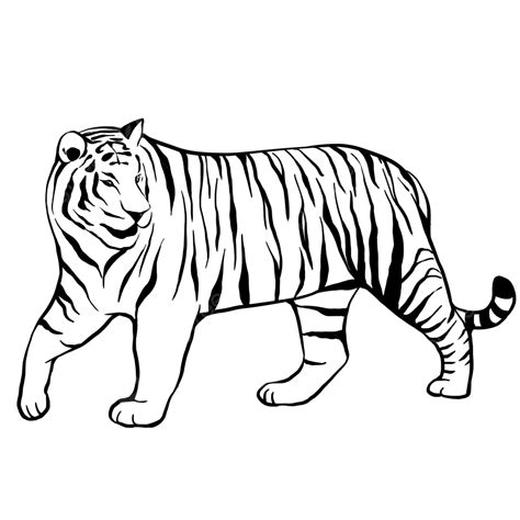 Line Drawing Tiger Tiger Drawing Tiger Sketch Tiger Png