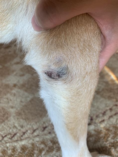 My Shiba Has This Scab On His Elbow Anything I Can Do To Help R