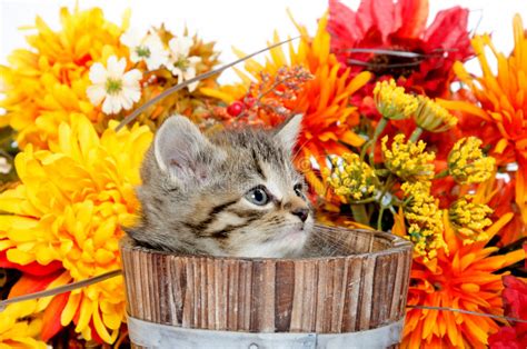 Cute Tabby Kitten Sitting Inside Wooden Barrel Flowers Stock Photos