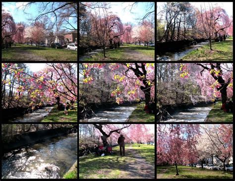 Remembering Cherry Blossoms At Branch Brook Park Newark Nj On Earth
