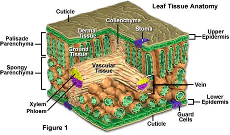 The palisade parenchyma and spongy parenchyma (see the figure. Molecular Expressions Cell Biology: Plant Cell Structure ...