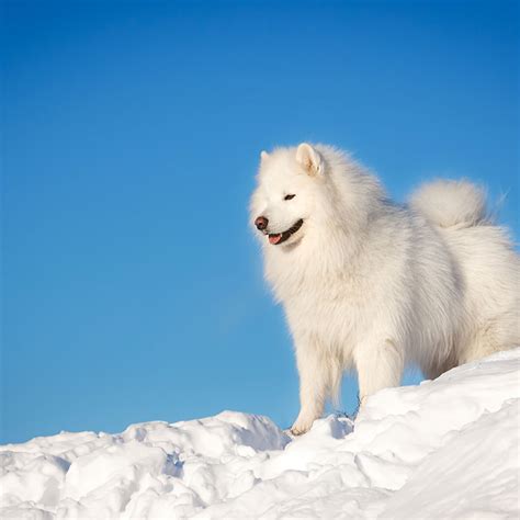 5 Dog Breeds That Love Snow Baxterboo