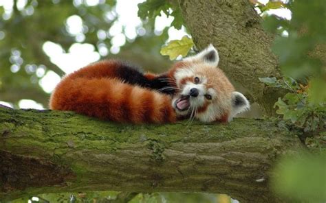 Red Panda Resting In Trees Panda Facts Red Panda Animals