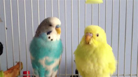 Is My Yellow Budgie Pregnant Youtube