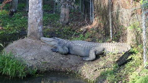 Central Florida Zoo And Botanical Gardens American Alligator 3