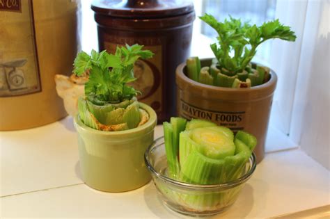 Never Buy Celery Again Growing Celery Indoors The Plant Guide