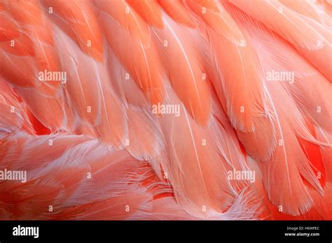 Closeup Of A Flamingo Body Stock Photo Alamy