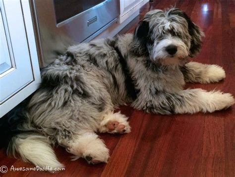 Aussiedoodle Rescues For Adoption Top 5 Picks 2023 We Love Doodles
