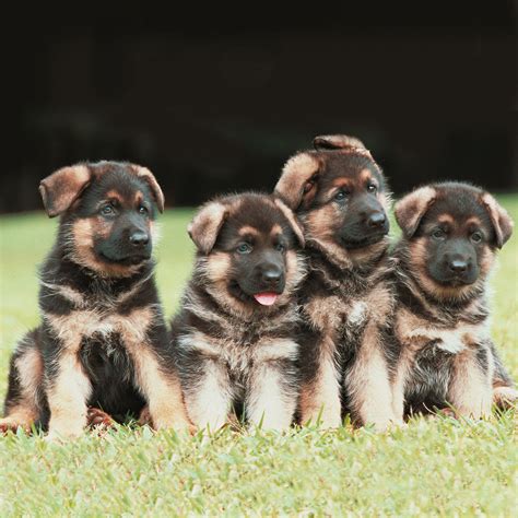 Ebern Designs Four German Shepherd Puppies On Canvas By Photopix Print