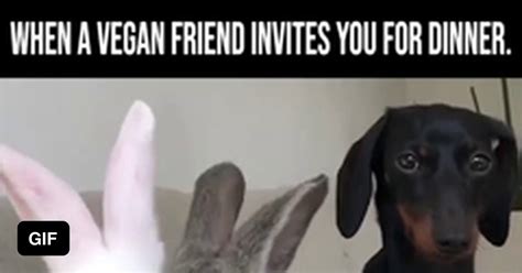 Accurate When A Vegan Friend Invites You For Dinner 9GAG