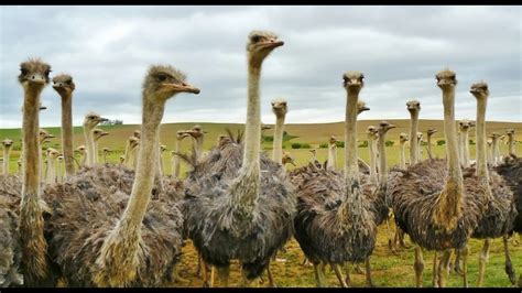 Interesting Facts About Ostrich Youtube