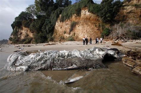 Dead Whale Towed Out To Sea In Malibu The Willits News