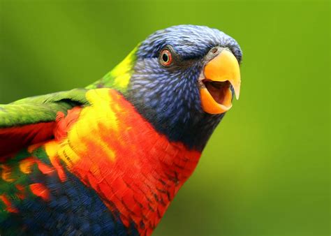 26 Of The Most Colorful Birds On The Planet And Where To Find Them