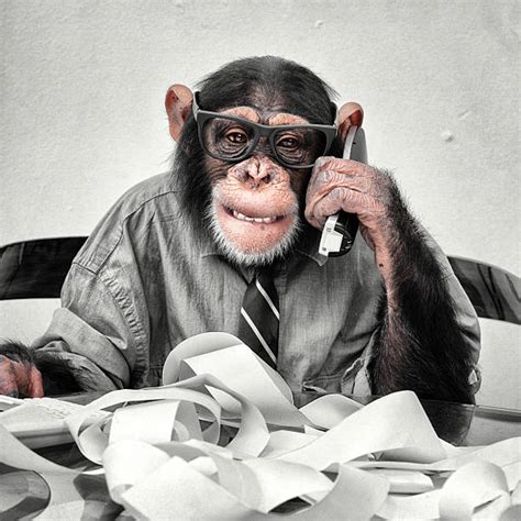 10 Chaos Chimpanzee Monkey Ape Stock Photos Pictures And Royalty Free
