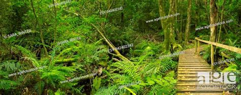 A Path Through Lush Temperate Rainforest In The Tsitsikamma Section Of