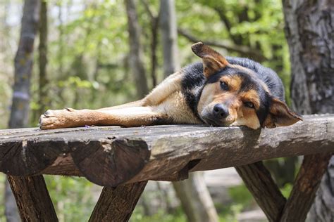 What a veterinary ophthalmologist will do is surgically reposition the third eyelid so the treatment for cherry eye that most veterinarians advise is the surgical route. Do dogs catch colds and how do you treat it? - MiPet Insurance