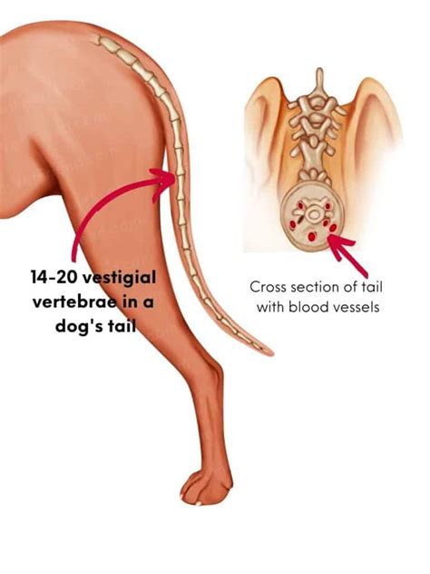 Do Dogs Feel Pain In Tail
