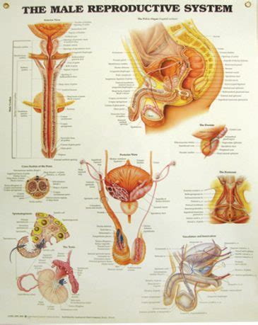 Human anatomy atlas is a part of visible body web suite. Education & Teaching Archives ~ Page 2 of 4 ~ CMT Medical