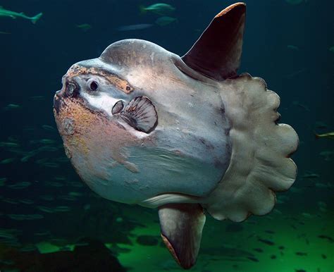 5 Bizarre Fish Youve Probably Never Heard Of Before