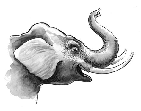 Elephant Side View Head Drawing