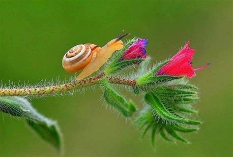 Stopping To Smell The Flowers Snail Nature Animals Nature