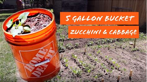 5 Gallon Bucket Zucchini And Cabbages Youtube