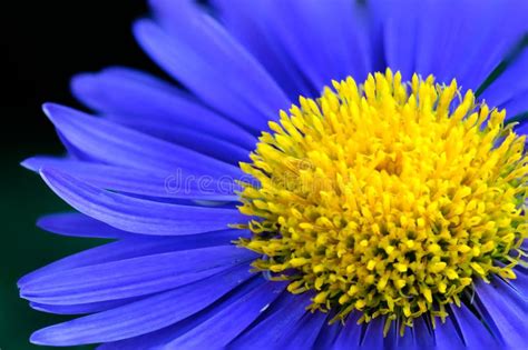 Blue Flower Macro Stock Photo Image Of Blossom Beauty 54045616
