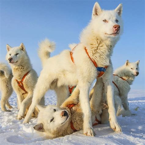 Pure White Huskies Siberianhusky Greenland Dog White Husky Dog