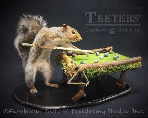 Taxidermists Bizzare Stuffed Squirrel Creations May Shock You