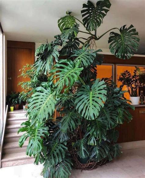 Giant Monstera Living Indoors Best Indoor Plants Plants Plant Decor