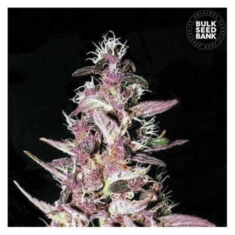 Purple Glam Kush 💄 Bulk Seed Bank Medicinal Plant