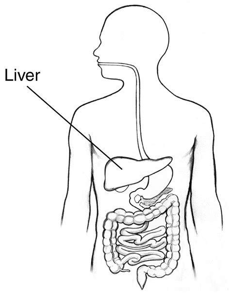 Digestive Tract With Labeled Liver Labeled Media Asset Niddk