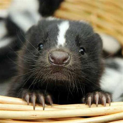 Its A Baby Skunk And I Need It Things That Are Hilarious To Me
