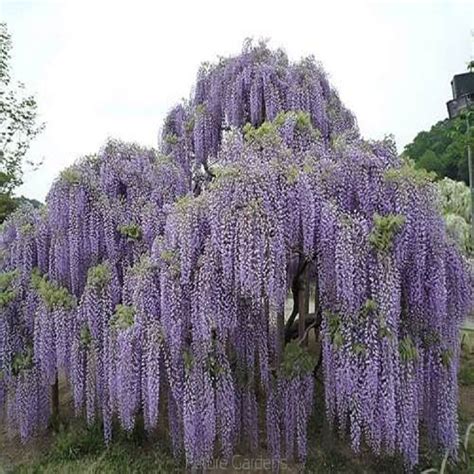 See more ideas about wisteria, flowers, wisteria tree. 10PCS Floribunda Chinese Wisteria Tree Vine Seeds Flower Autumn Seed DIY | eBay