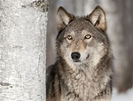 Gray Wolf Facts: Animals of North America - WorldAtlas.com