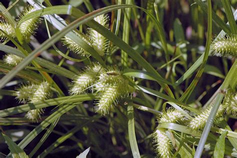 Field Biology In Southeastern Ohio Carex Sedges Part 1 Big And Showy
