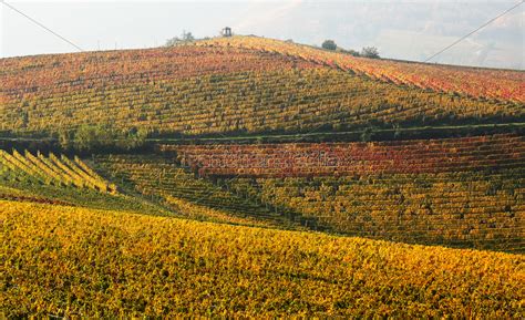Herbstliche Aussicht Auf Weinberge Mit Gelben Und Stockfoto