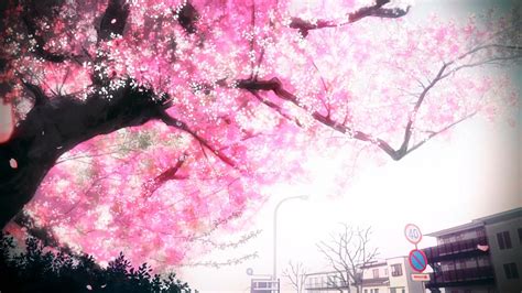 Arriba 217 Imagem Cherry Blossom Gif Background Thcshoanghoatham