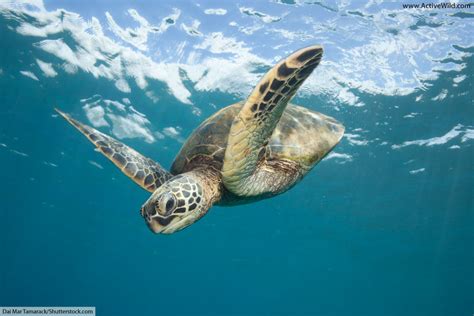 Green Sea Turtle Facts Pictures And Information For Kids