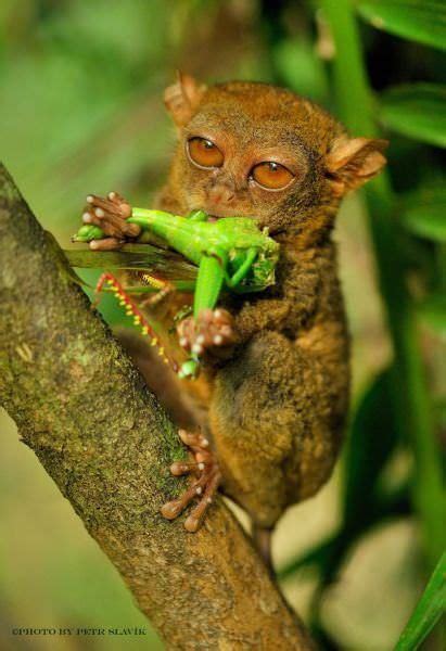 Cute Tarsier Primates From Southeast Asia