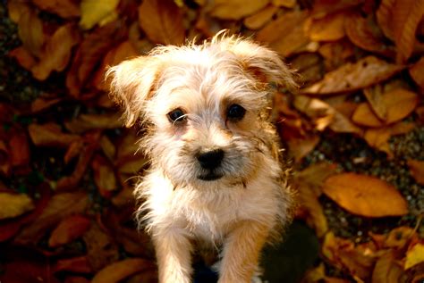 You Know I Love You Terrier Cairn Terrier Shih Tzu