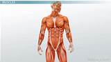 Pictures of Doctor That Specializes In Muscles And Nerves